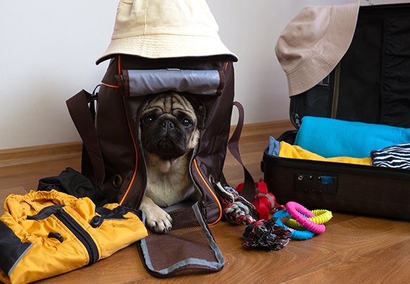 Dog sitting in packed suitcase