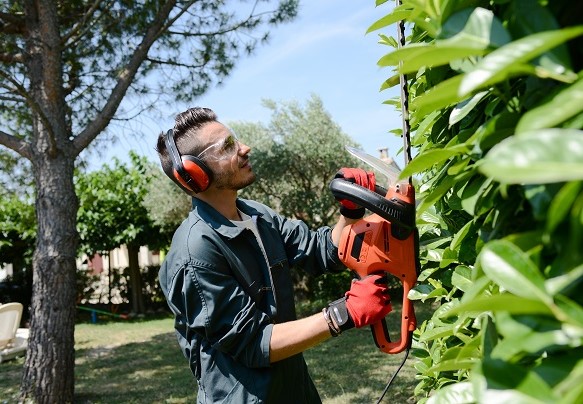 Person outside trimming back bushes/trees.