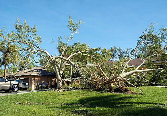 Fallen tree in front yard